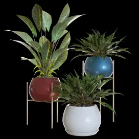 Philodendron plant pots